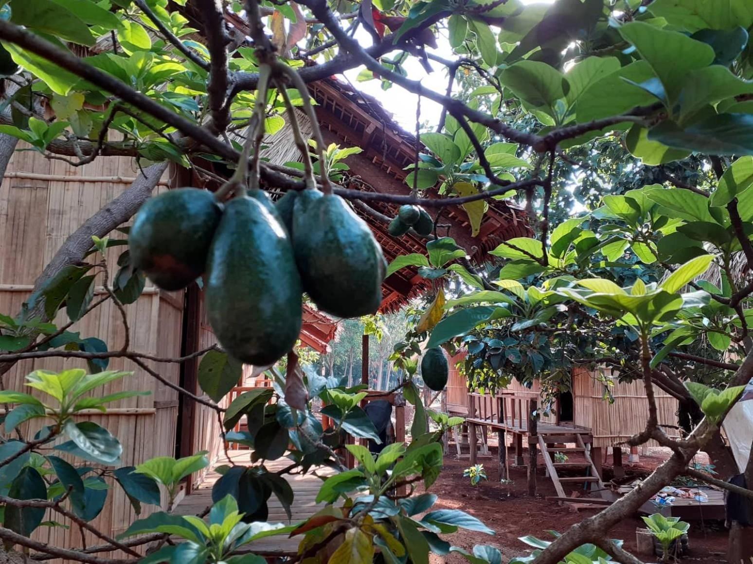 Tribal Village Homestay & Trekking Banlung Dış mekan fotoğraf